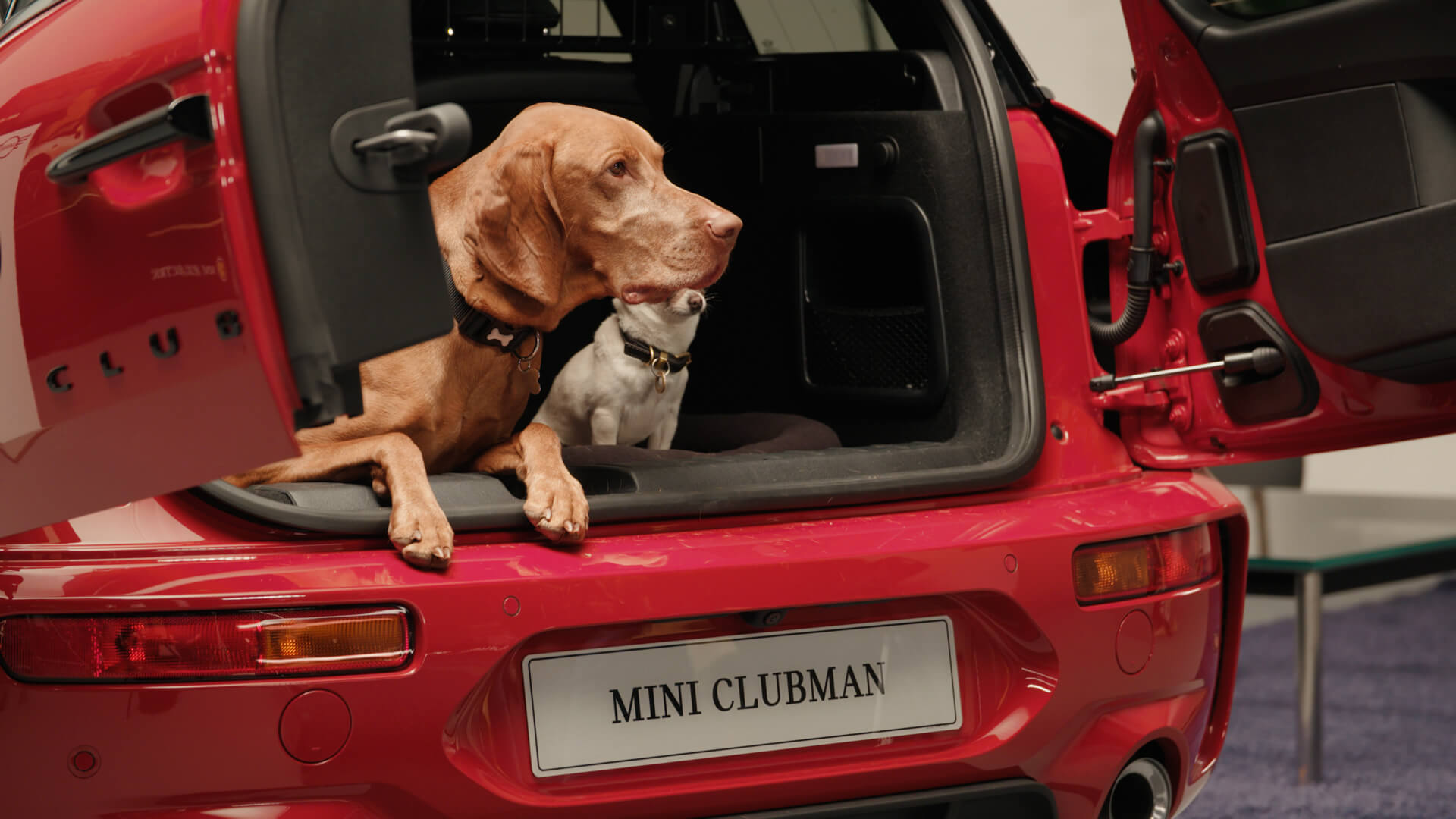 Why MINI Clubman Is The Best Car For Dogs MINI UK